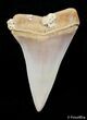 Beautifully Colored Inch Fossil Mako Tooth - Morocco #2840-1
